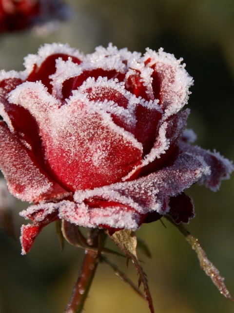 Das Frozen Rose Wallpaper 480x640