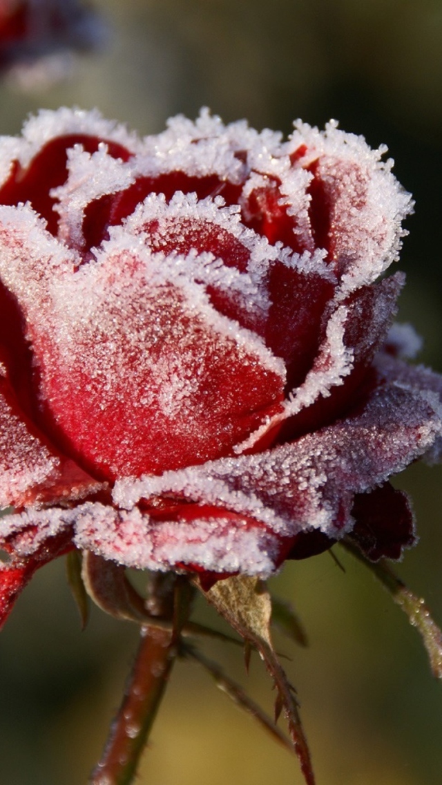 Frozen Rose wallpaper 640x1136