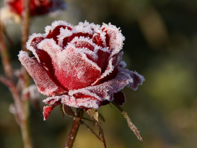 Sfondi Frozen Rose 640x480