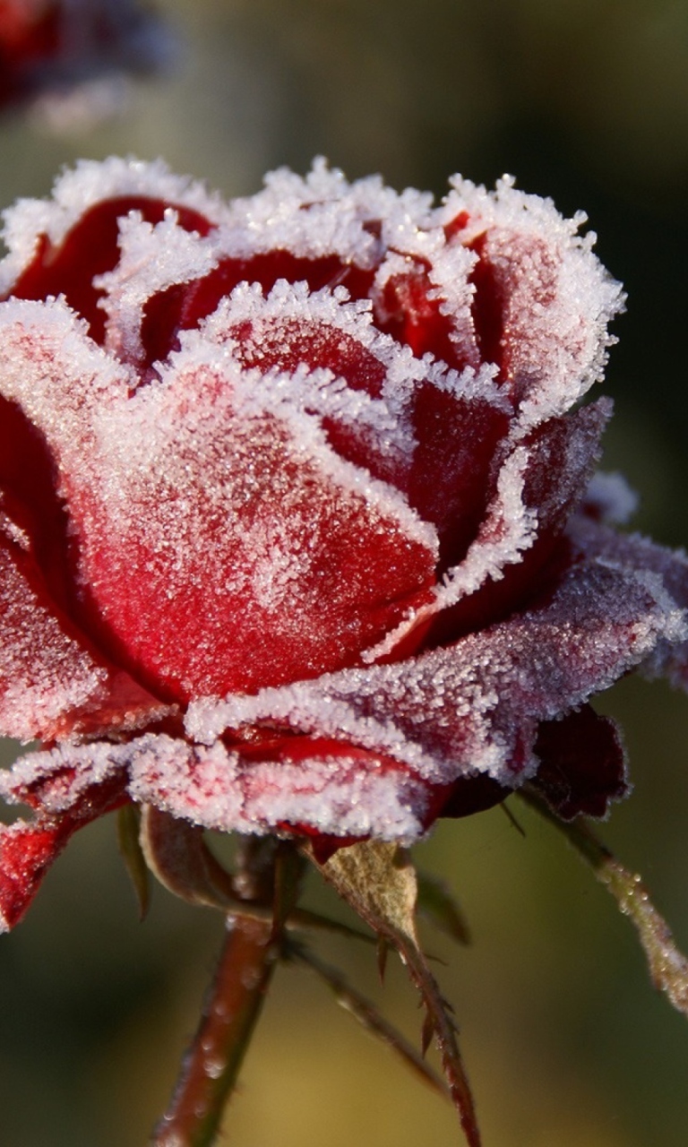 Das Frozen Rose Wallpaper 768x1280