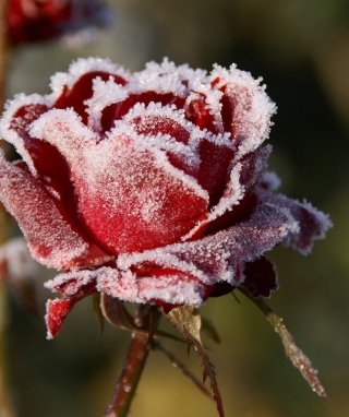 Frozen Rose - Obrázkek zdarma pro 240x320