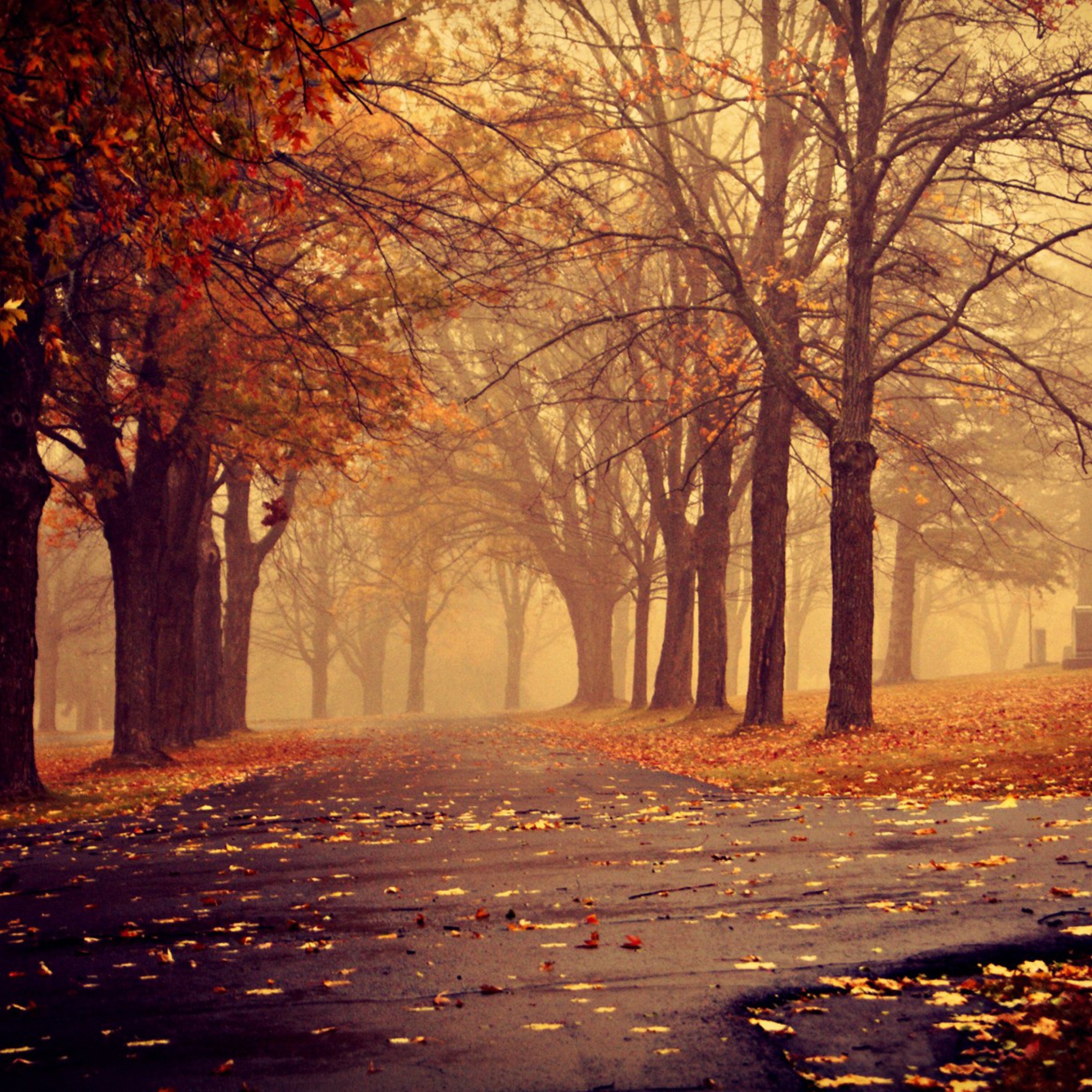 Sfondi Park In Autumn 2048x2048