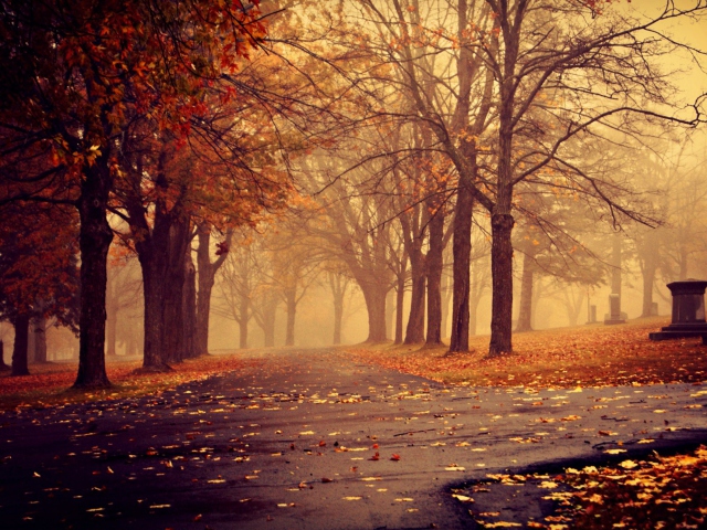Sfondi Park In Autumn 640x480