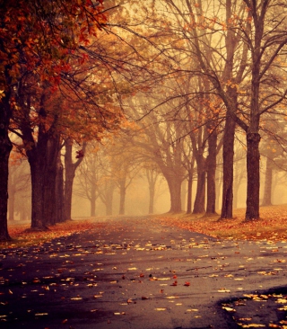 Park In Autumn - Fondos de pantalla gratis para Sharp 880SH