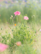 Pink Poppy Flowers wallpaper 132x176