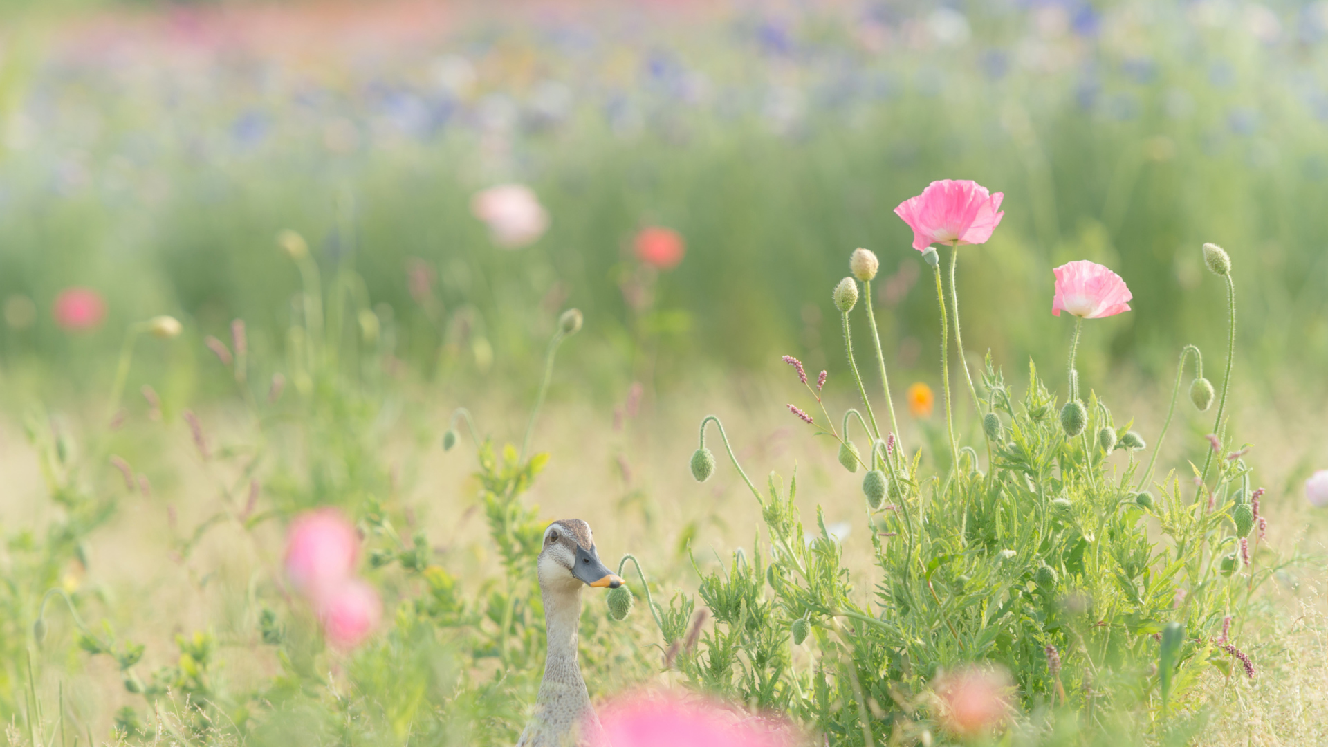 Sfondi Pink Poppy Flowers 1920x1080