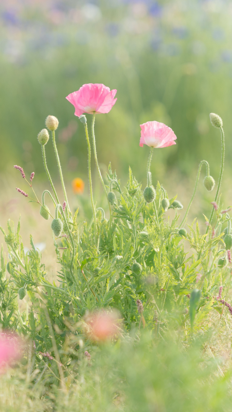 Обои Pink Poppy Flowers 750x1334