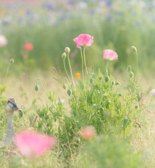 Pink Poppy Flowers sfondi gratuiti per 128x128