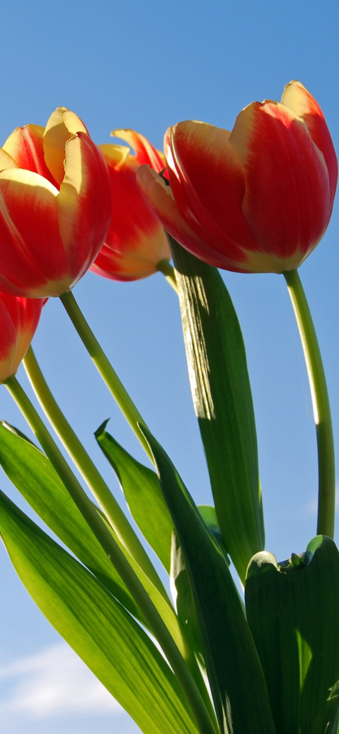 Tulips Bloom screenshot #1 1170x2532