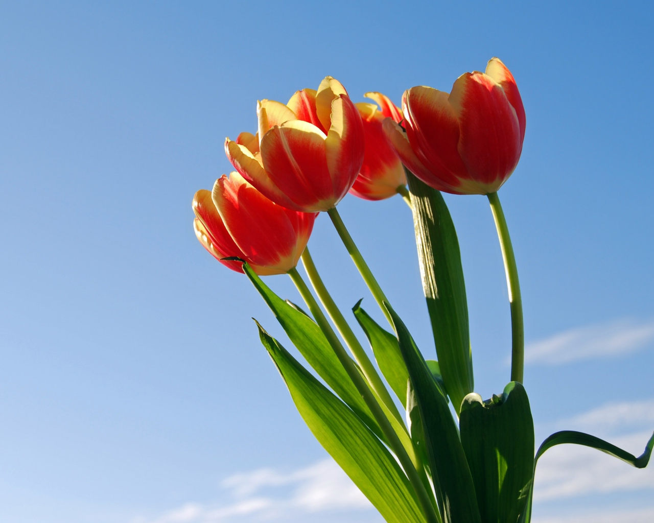Tulips Bloom screenshot #1 1280x1024