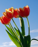Fondo de pantalla Tulips Bloom 128x160