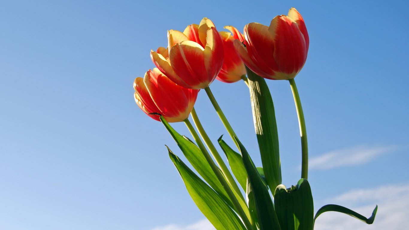 Sfondi Tulips Bloom 1366x768