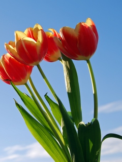 Обои Tulips Bloom 240x320