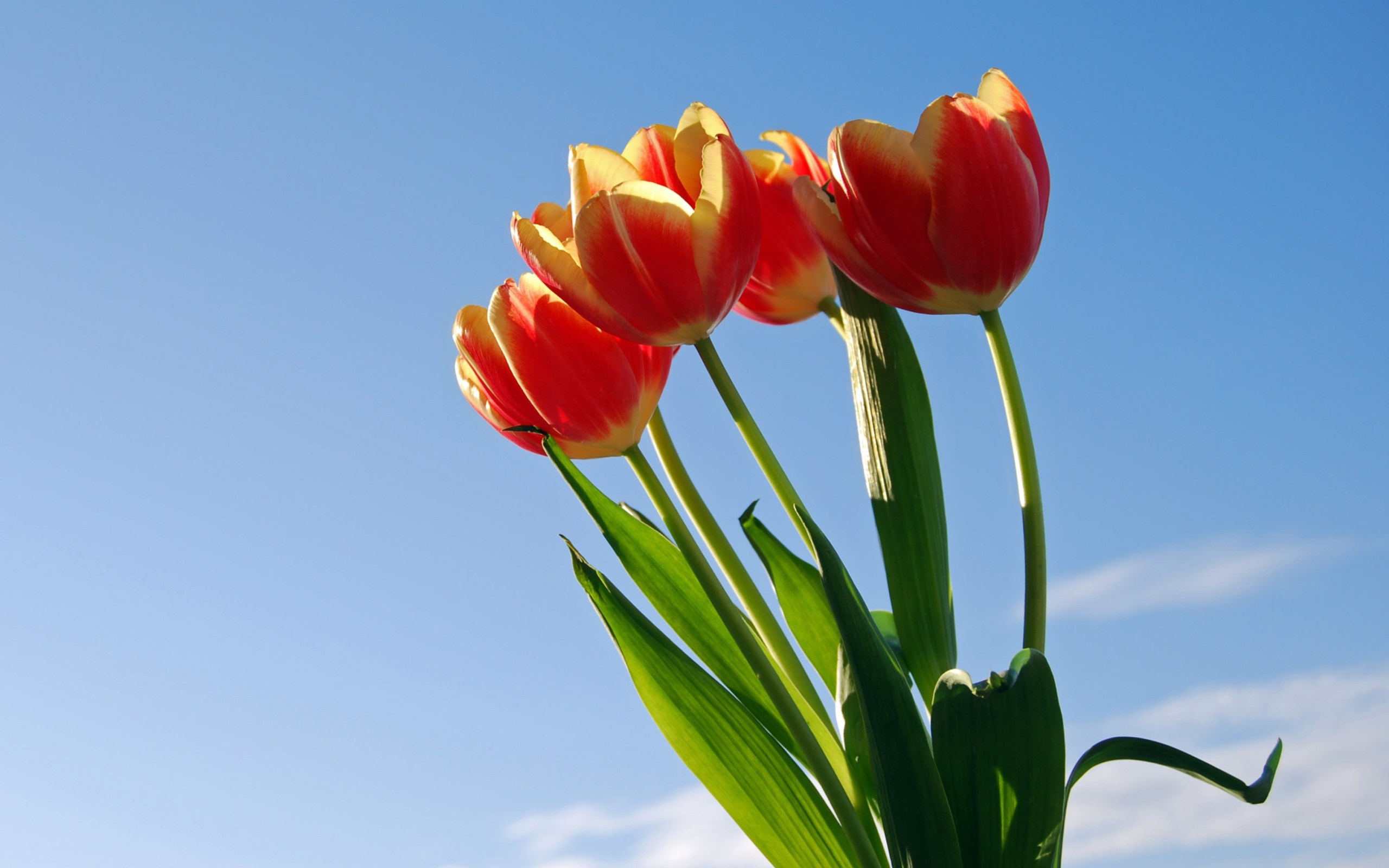 Screenshot №1 pro téma Tulips Bloom 2560x1600