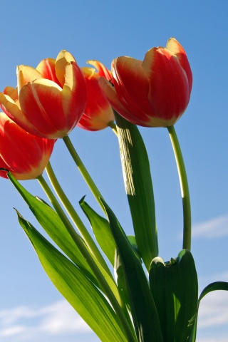 Das Tulips Bloom Wallpaper 320x480