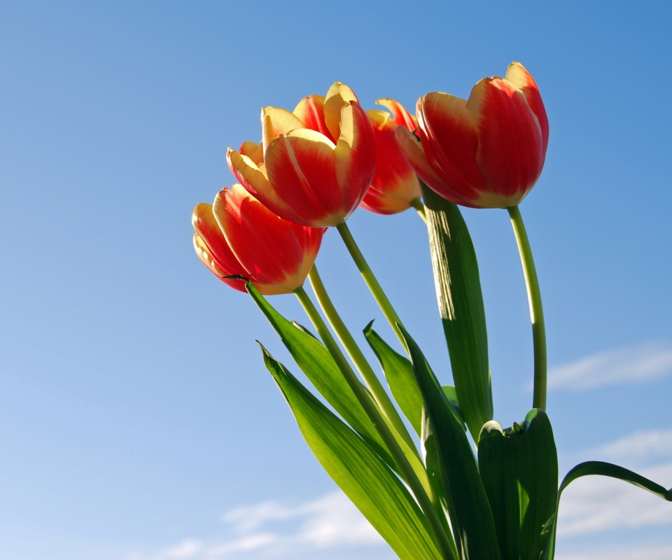 Tulips Bloom screenshot #1 960x800