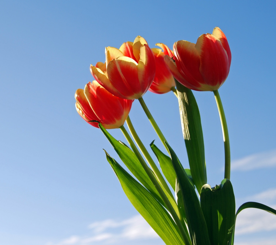 Обои Tulips Bloom 960x854