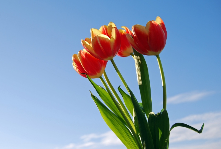 Fondo de pantalla Tulips Bloom