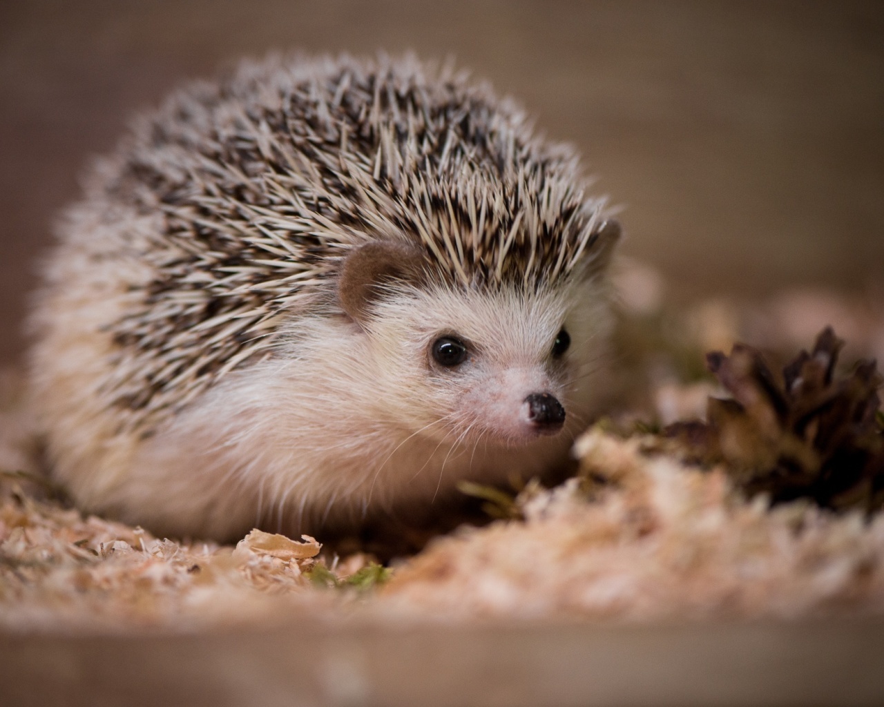 Hedgehog wallpaper 1280x1024