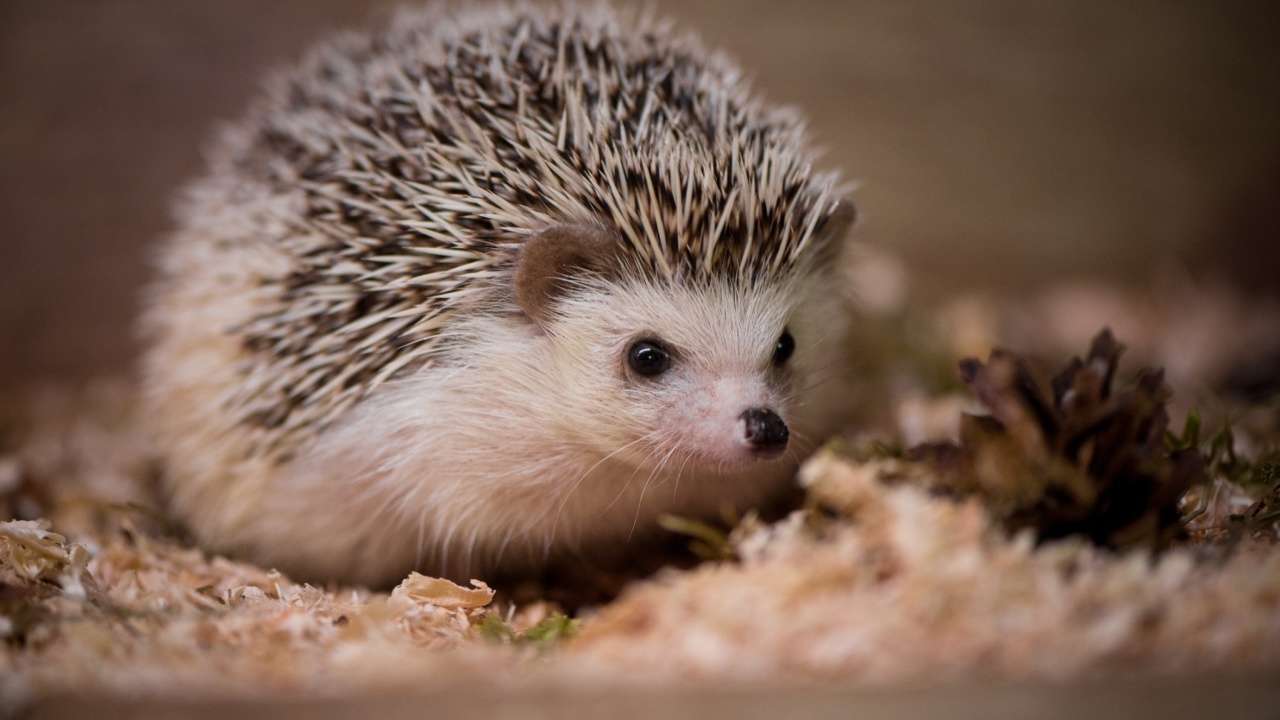 Hedgehog wallpaper 1280x720