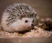 Hedgehog screenshot #1 176x144