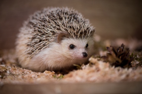 Hedgehog wallpaper 480x320