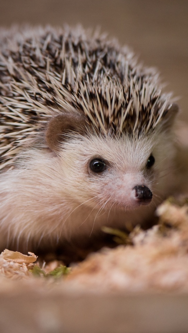 Das Hedgehog Wallpaper 640x1136