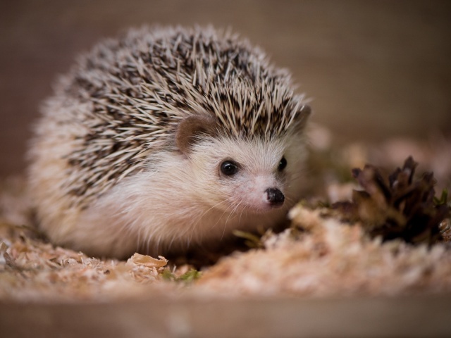 Hedgehog screenshot #1 640x480