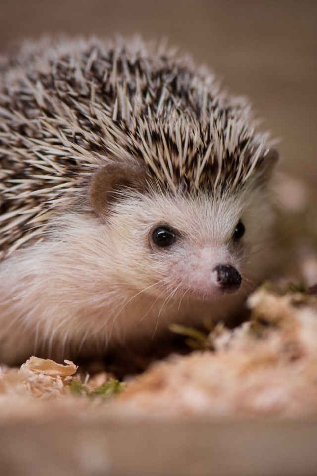 Sfondi Hedgehog 640x960