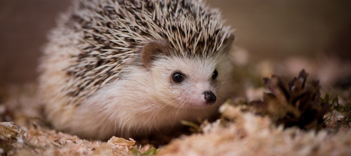 Fondo de pantalla Hedgehog 720x320