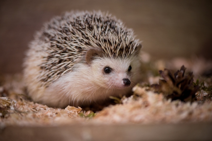 Hedgehog wallpaper