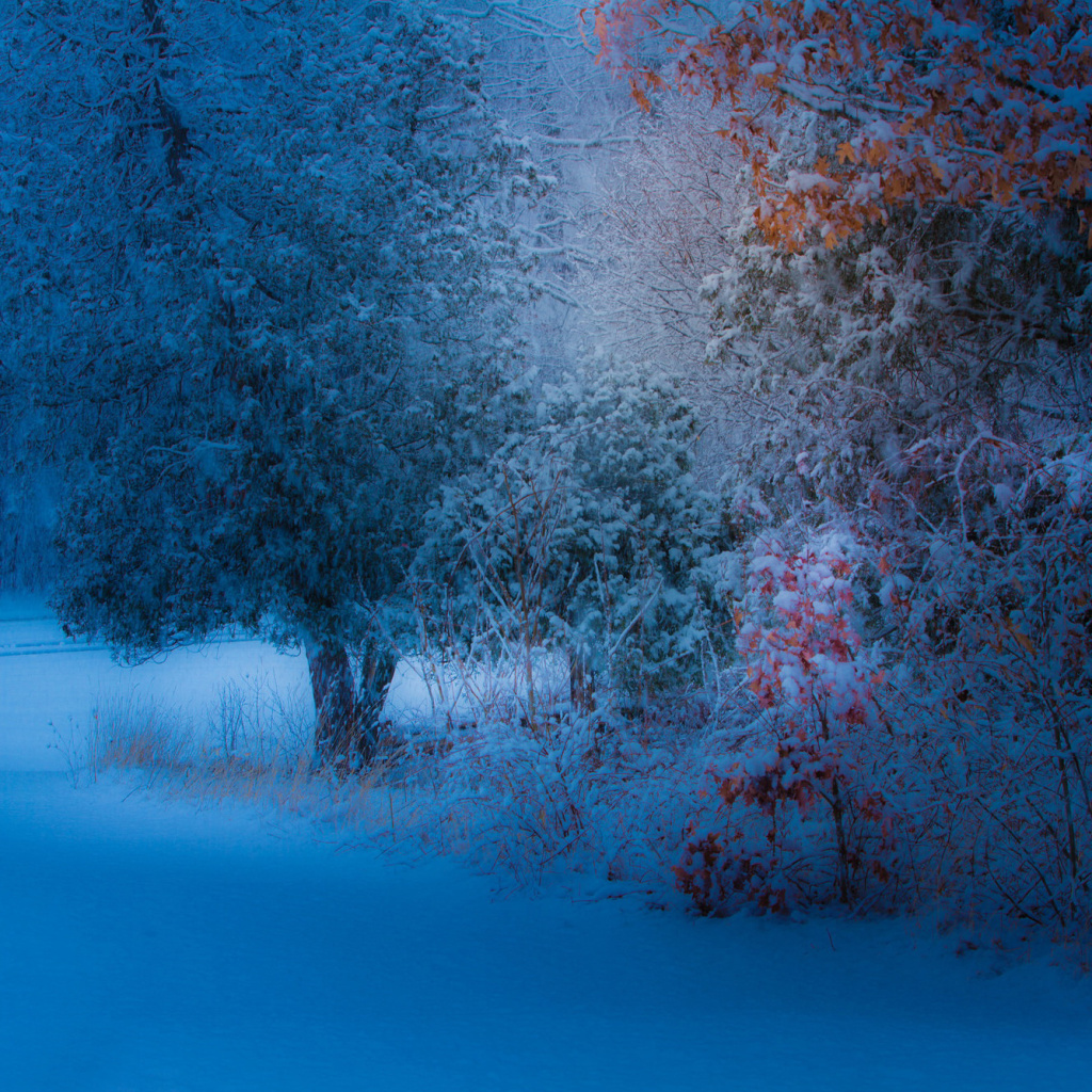 Fondo de pantalla Snowfall in the park 1024x1024