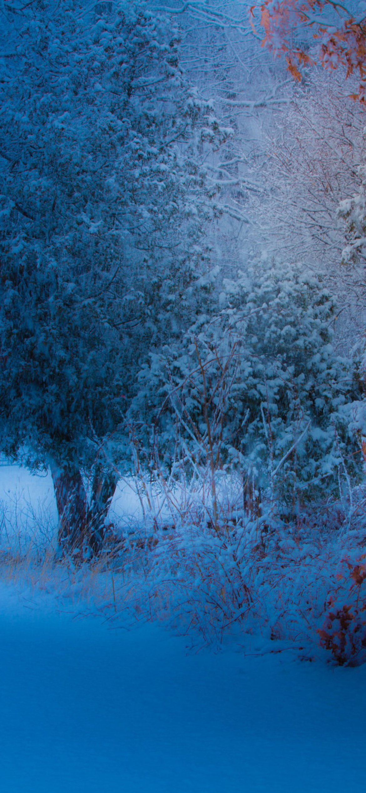 Screenshot №1 pro téma Snowfall in the park 1170x2532