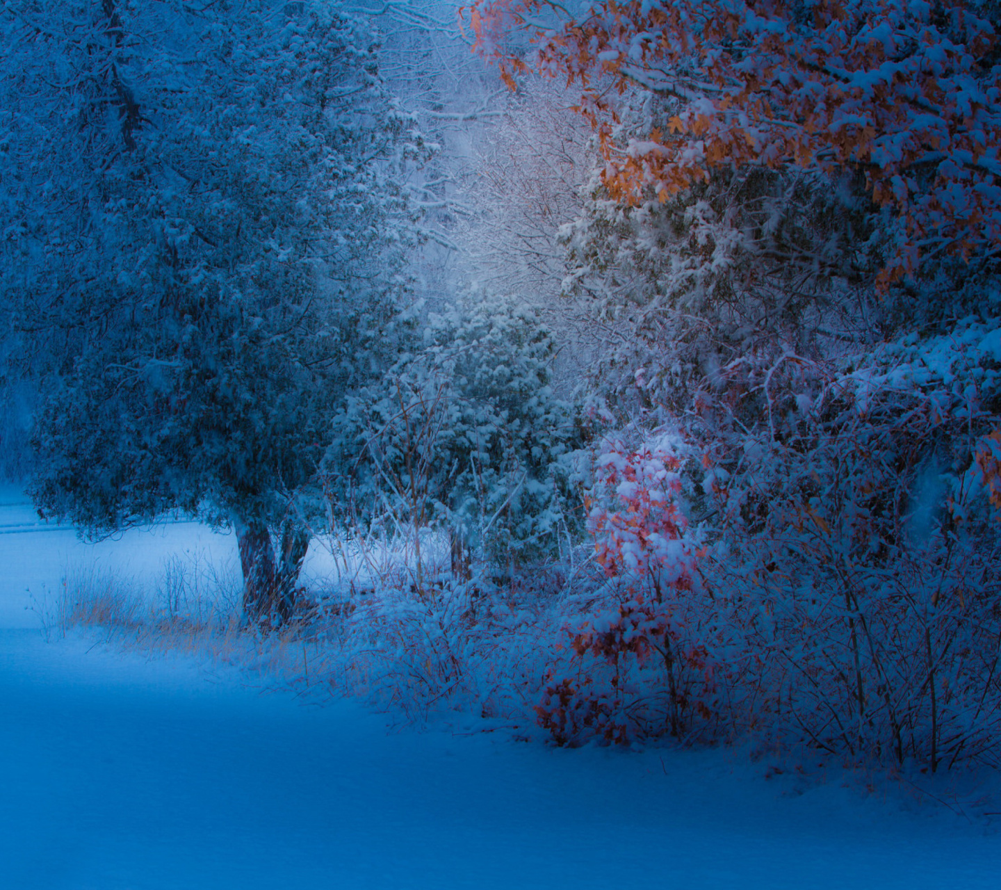 Screenshot №1 pro téma Snowfall in the park 1440x1280