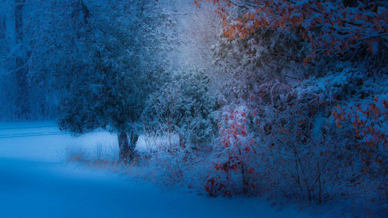 Snowfall in the park wallpaper 1600x900