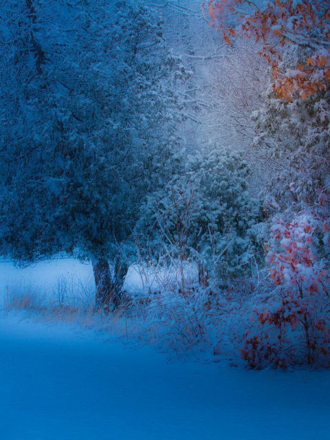 Snowfall in the park wallpaper 480x640