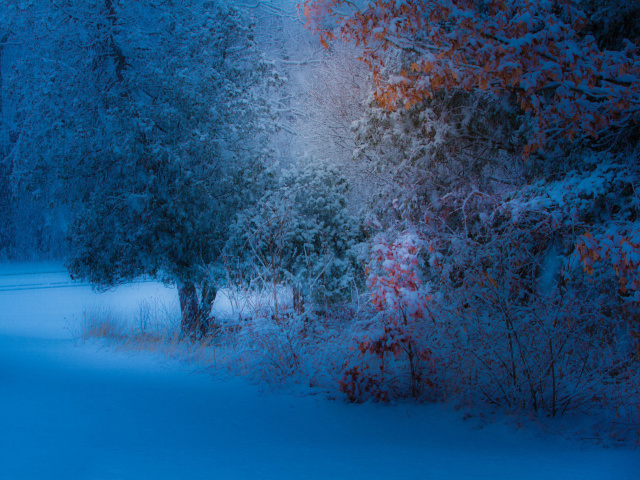 Snowfall in the park wallpaper 640x480