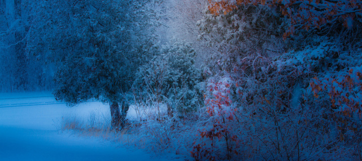 Screenshot №1 pro téma Snowfall in the park 720x320