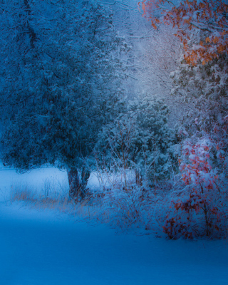 Snowfall in the park sfondi gratuiti per Nokia Lumia 928