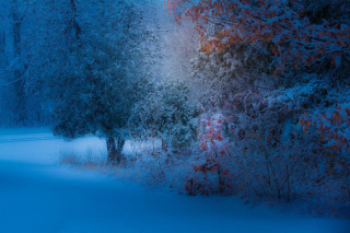 Snowfall in the park Wallpaper for Android, iPhone and iPad