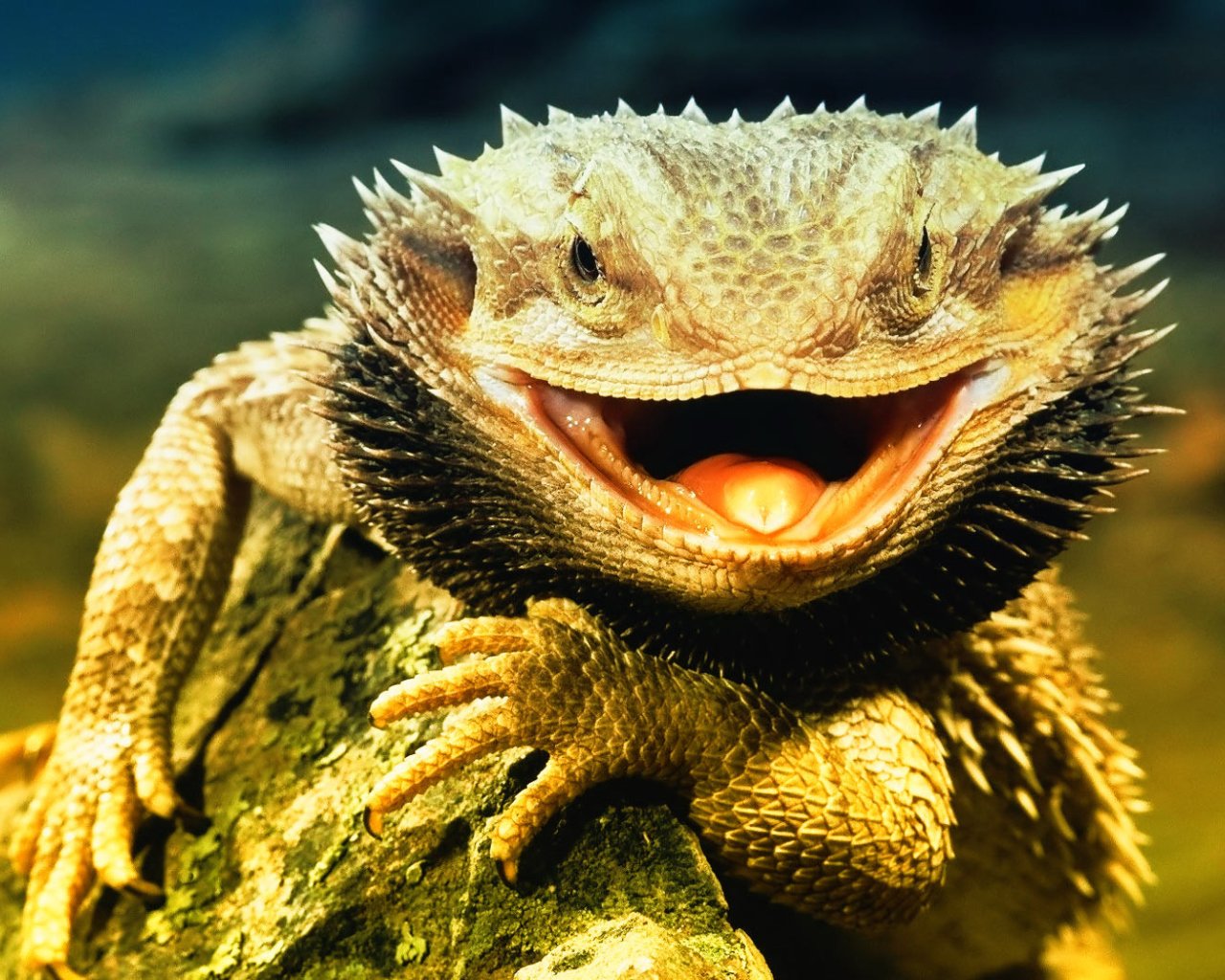 Fondo de pantalla Lizard Dragon 1280x1024