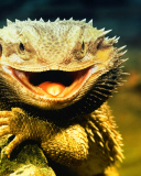Fondo de pantalla Lizard Dragon 128x160