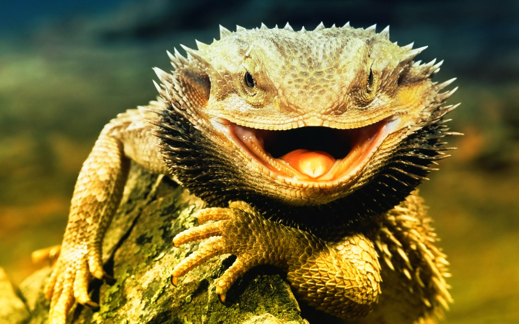 Das Lizard Dragon Wallpaper 1680x1050