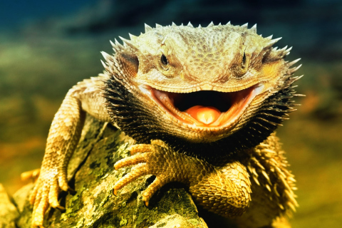 Fondo de pantalla Lizard Dragon 480x320