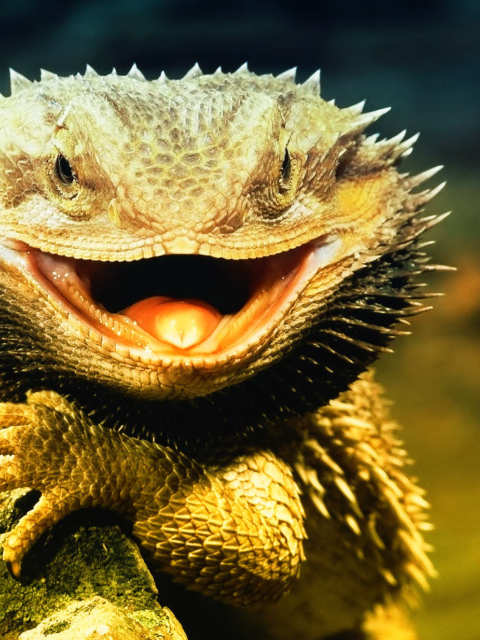 Fondo de pantalla Lizard Dragon 480x640