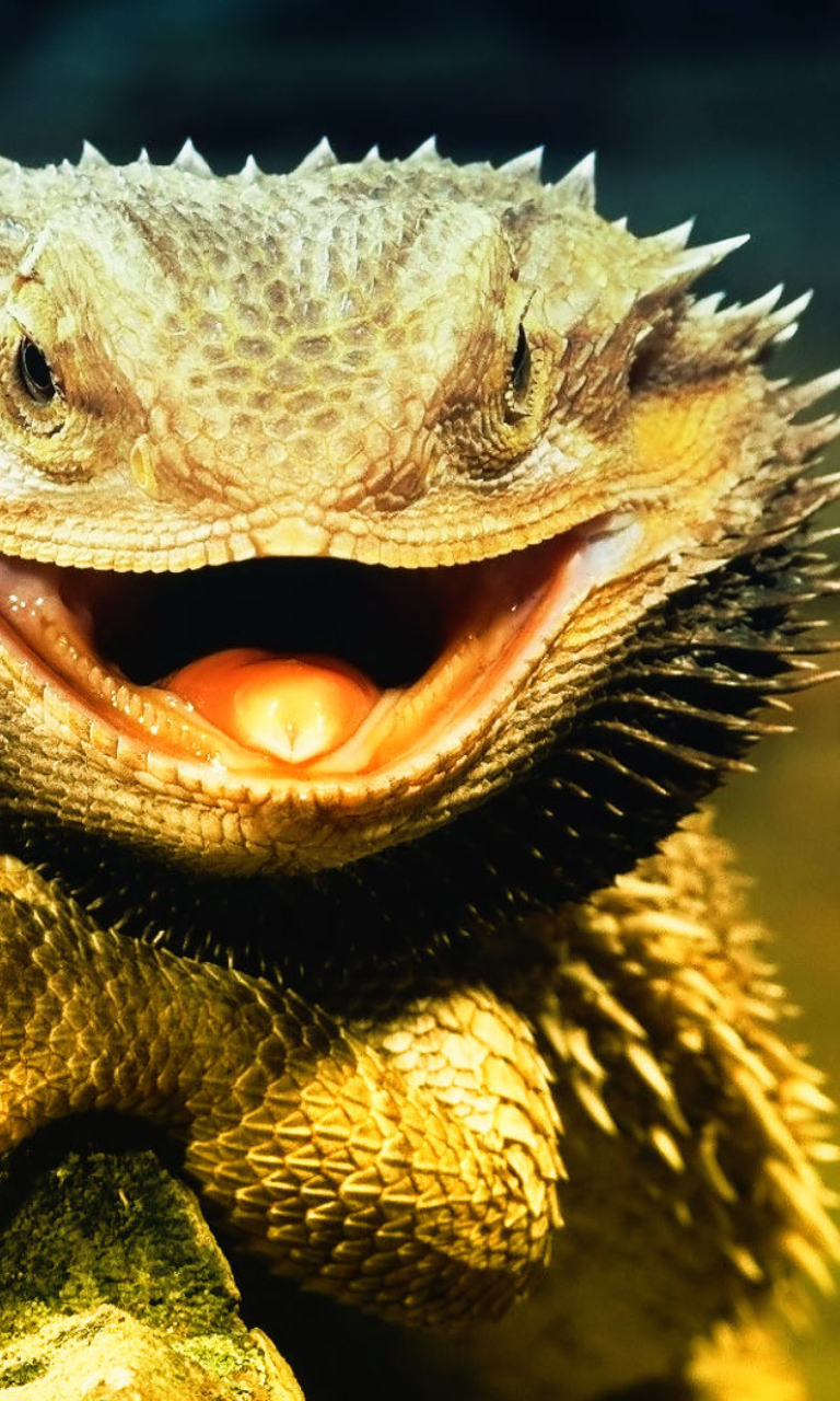 Fondo de pantalla Lizard Dragon 768x1280