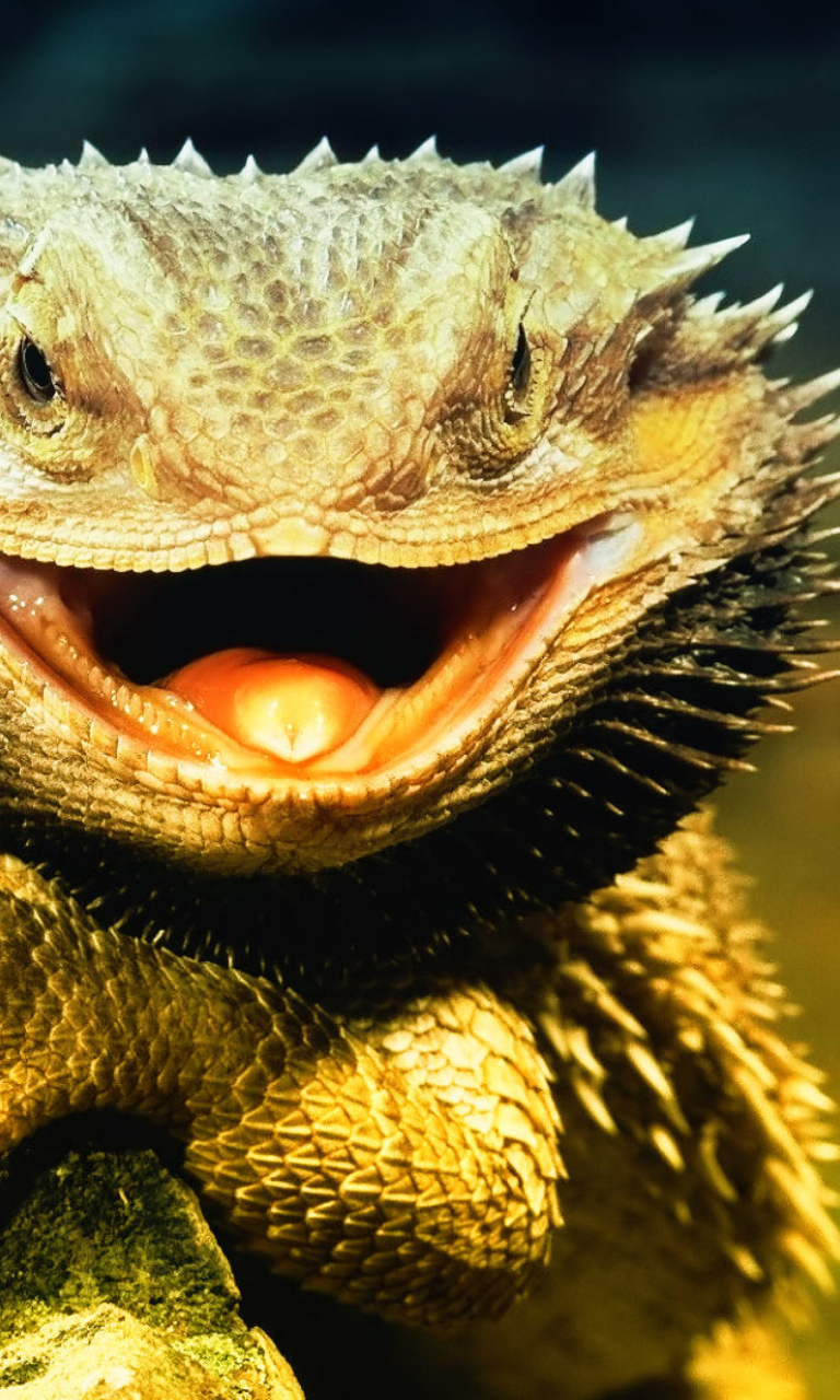 Das Lizard Dragon Wallpaper 768x1280