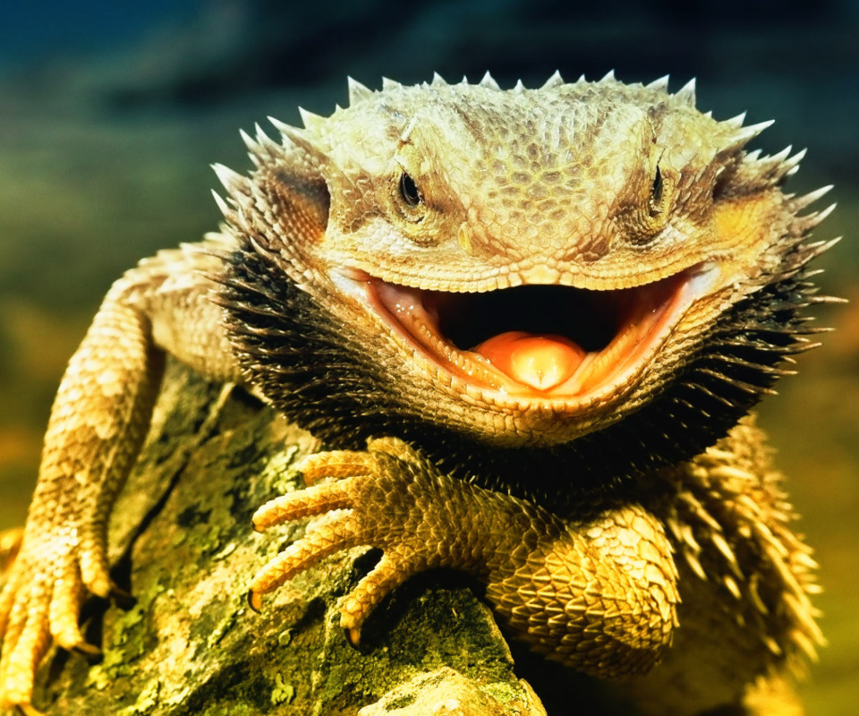 Fondo de pantalla Lizard Dragon 960x800