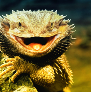 Lizard Dragon - Fondos de pantalla gratis para iPad