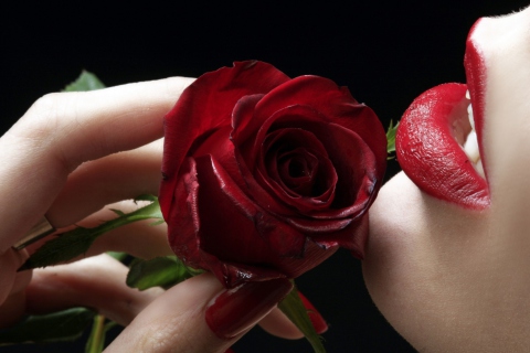 Обои Red Rose - Red Lips 480x320